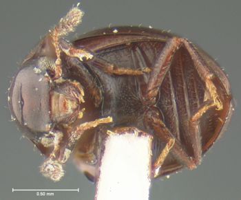 Media type: image;   Entomology 24034 Aspect: habitus ventral view